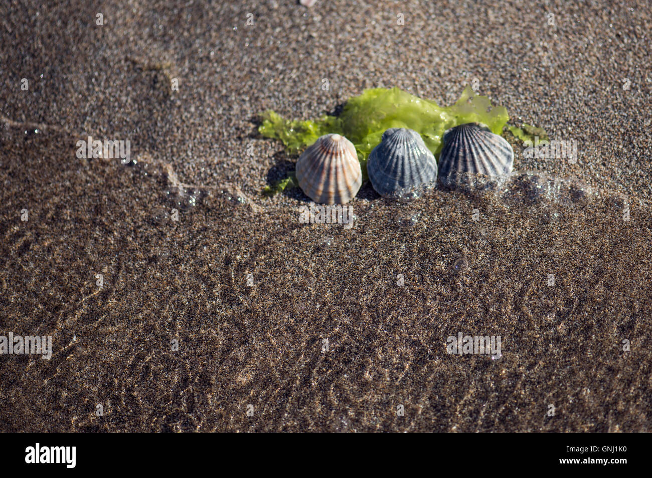 Three Seashells and seaweed on the beach Stock Photo Alamy