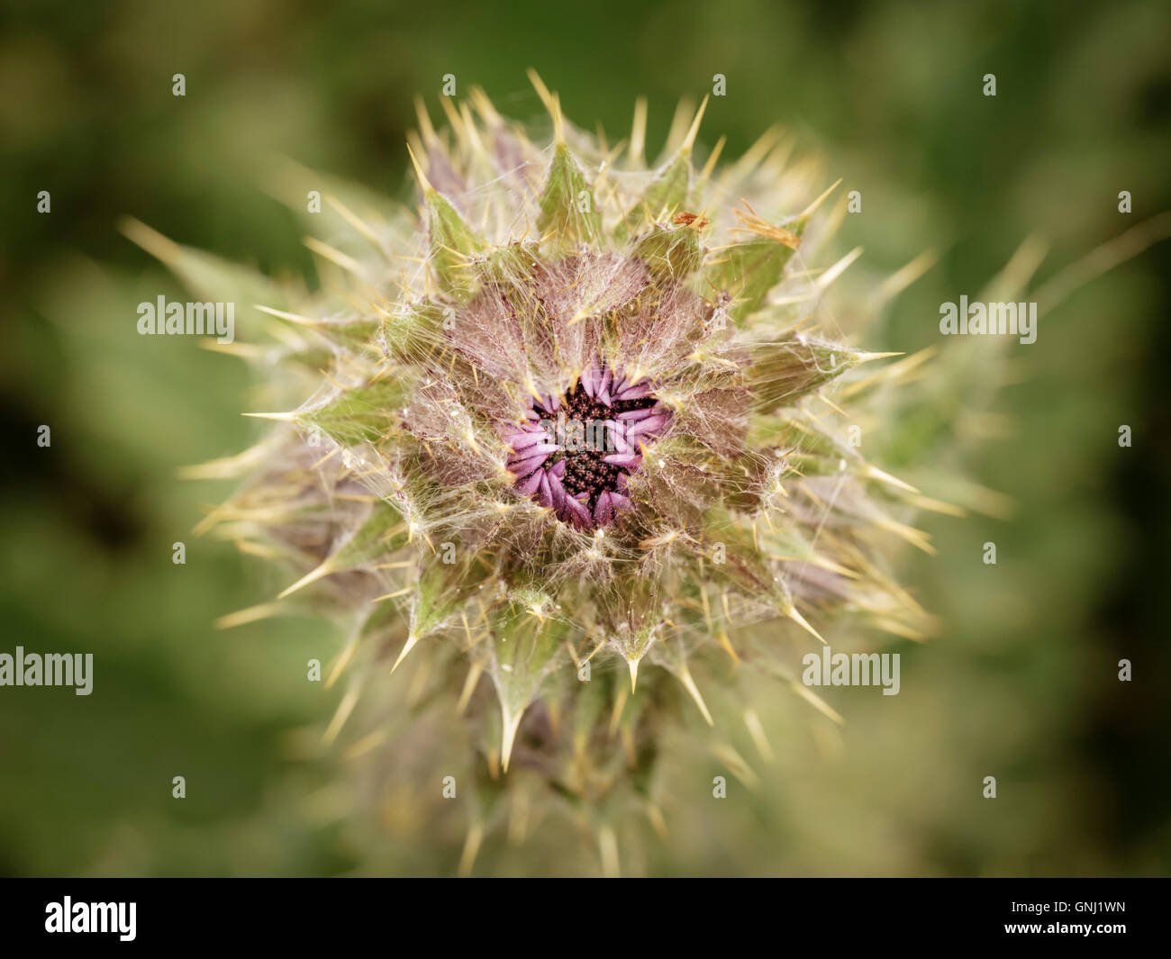 Berkheya Purpurea Bud Stock Photo