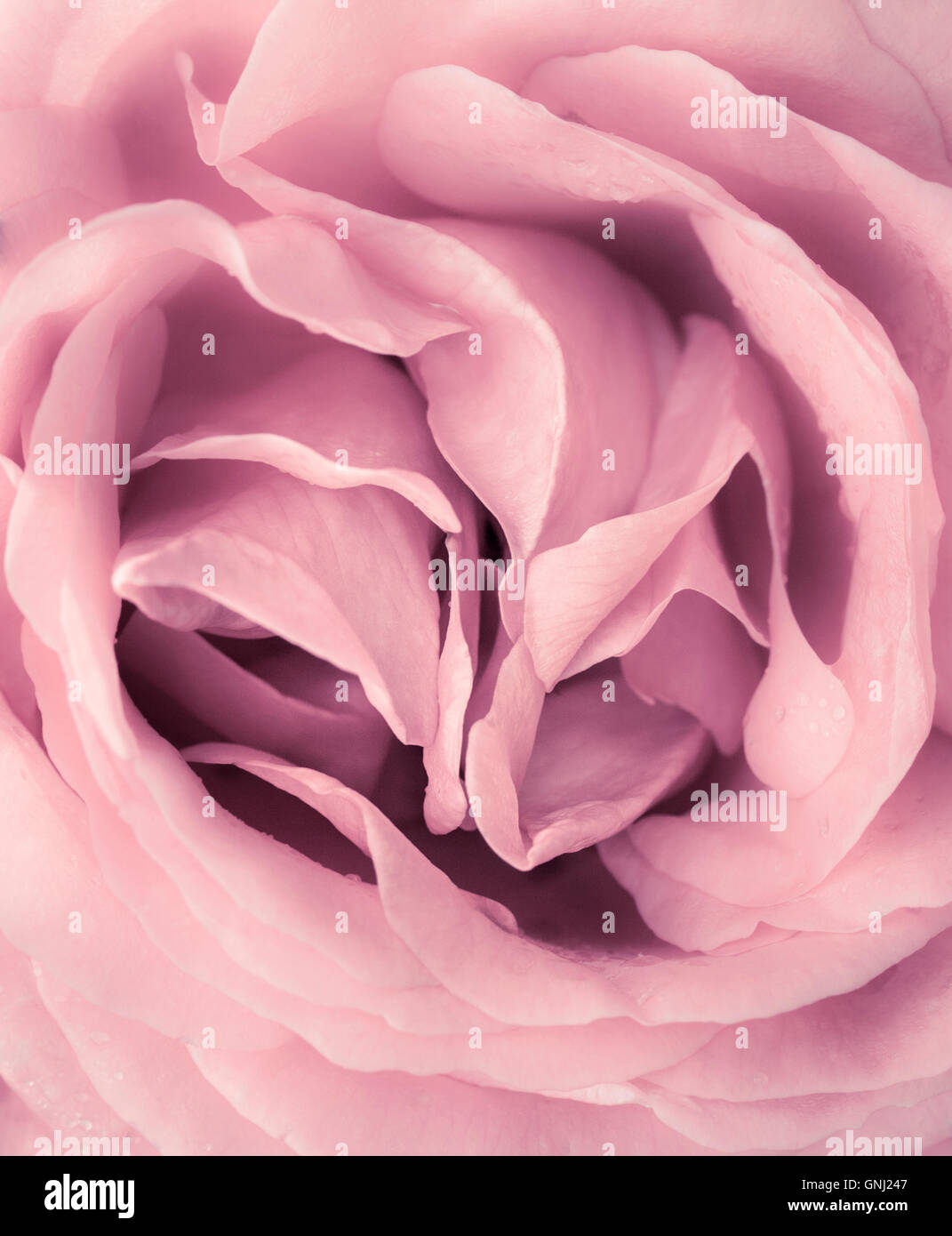 Pink Rose close up Stock Photo