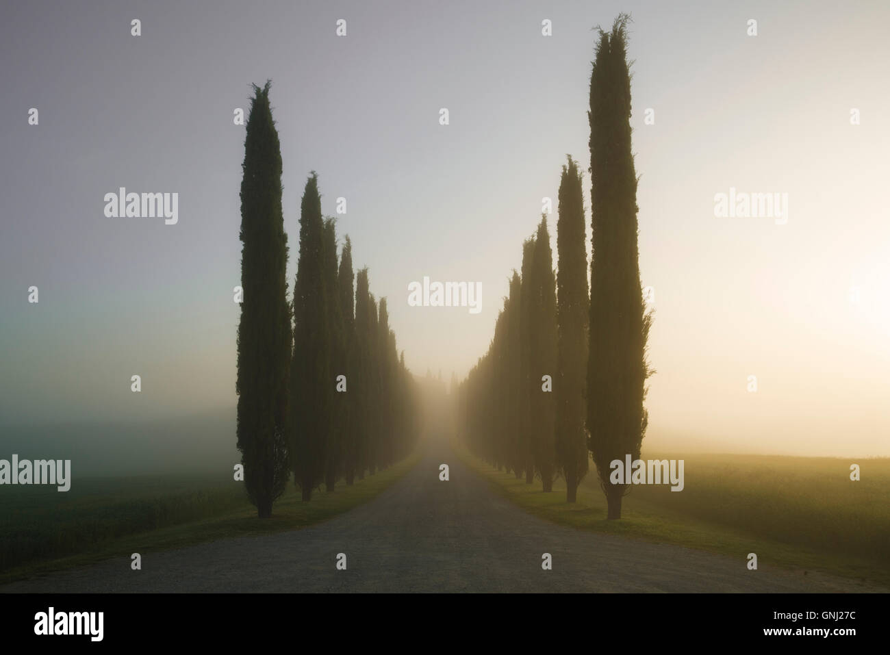 Treelined road near Val D'Orcia, Tuscany, Italy Stock Photo