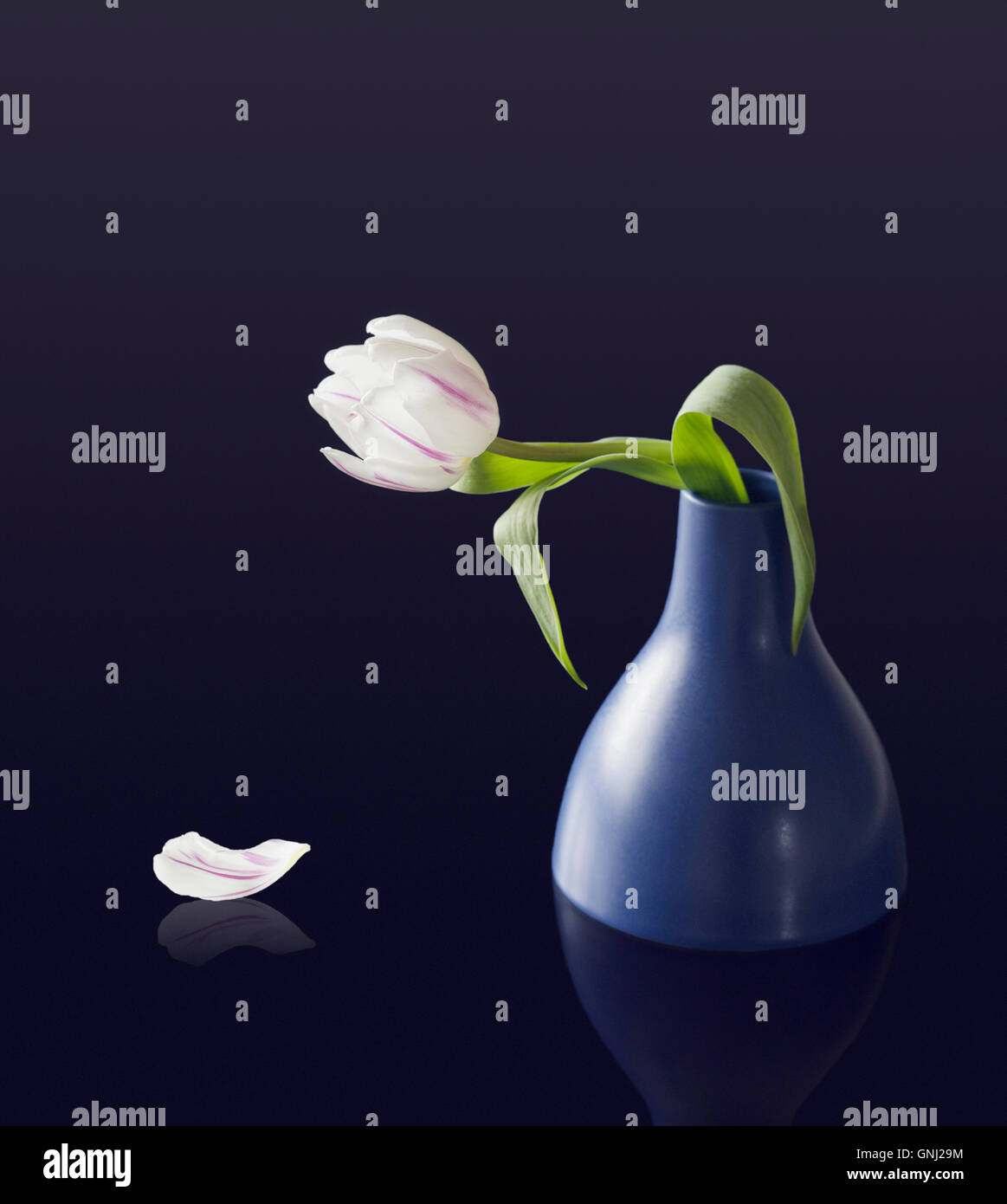 White single Tulip in blue Vase Stock Photo