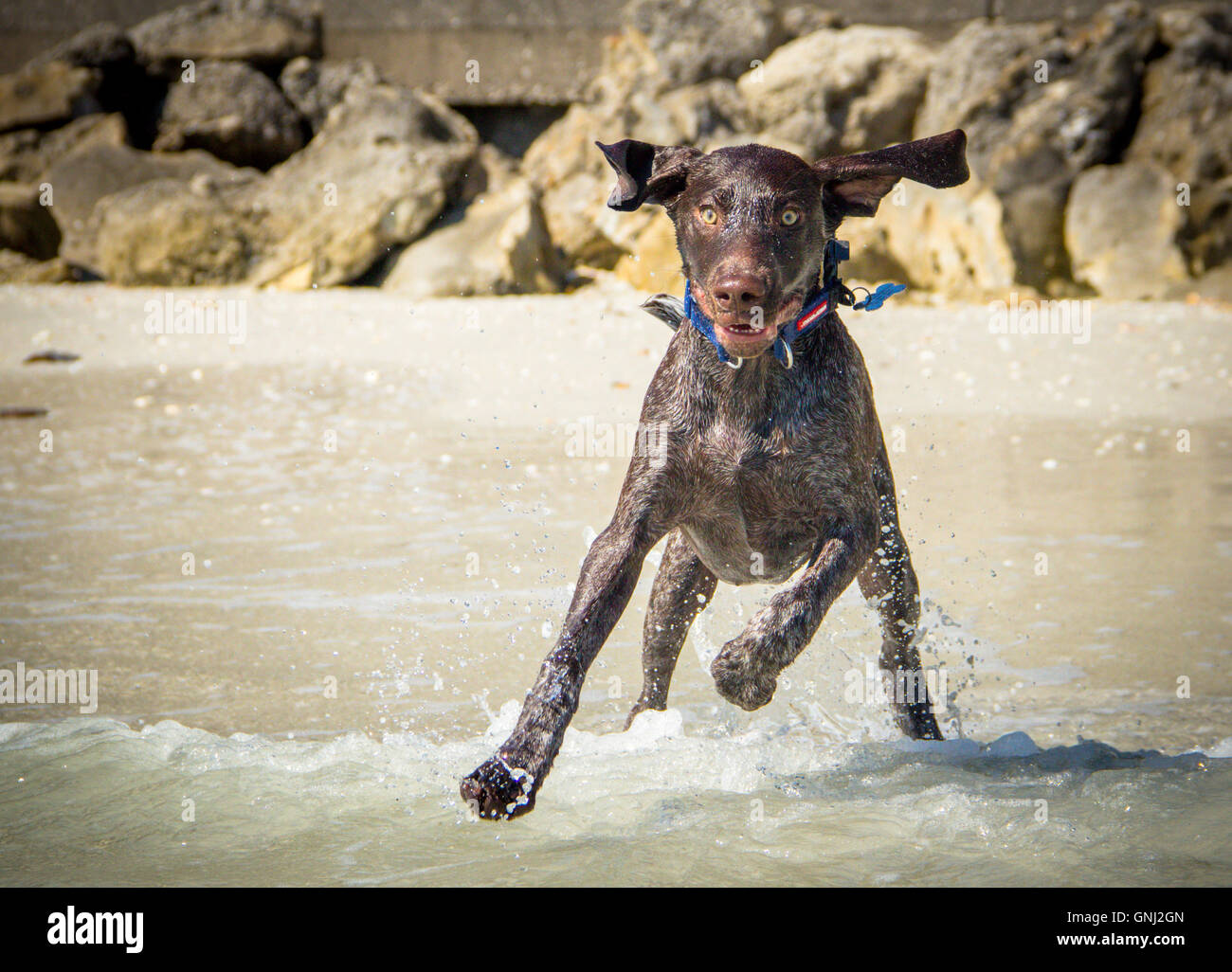 German short haired pointer dog running into ocean Stock Photo