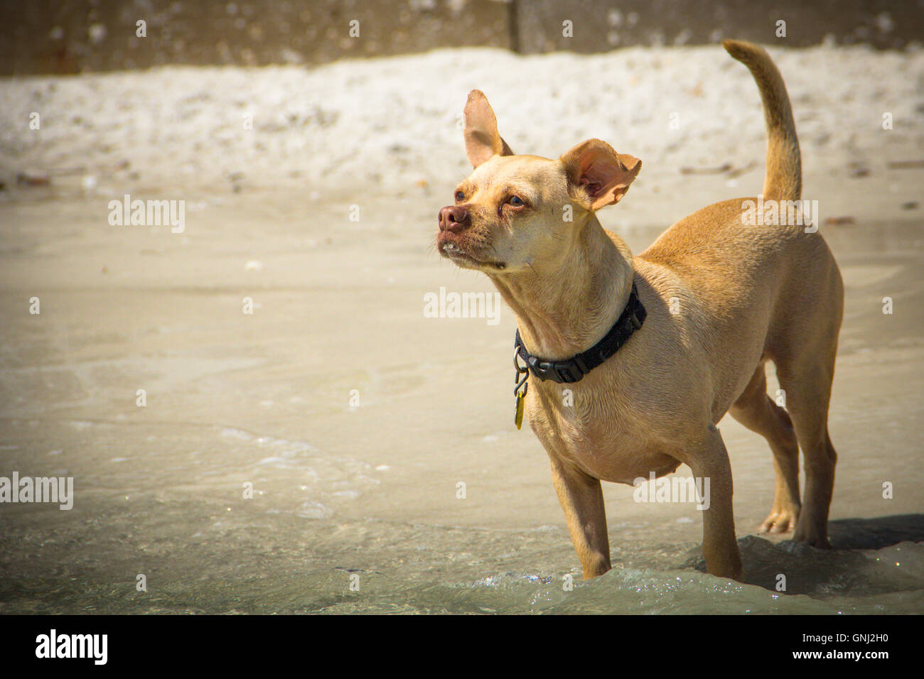 Chihuahua beagle mixed breed dog standing on beach Stock Photo