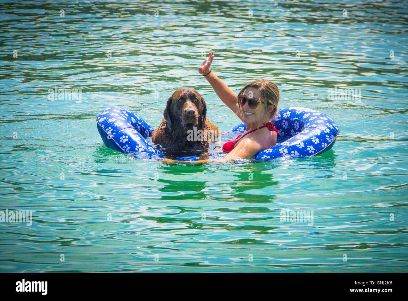 Woman and chocolate labrador retriever dog in ocean on floatation device Stock Photo