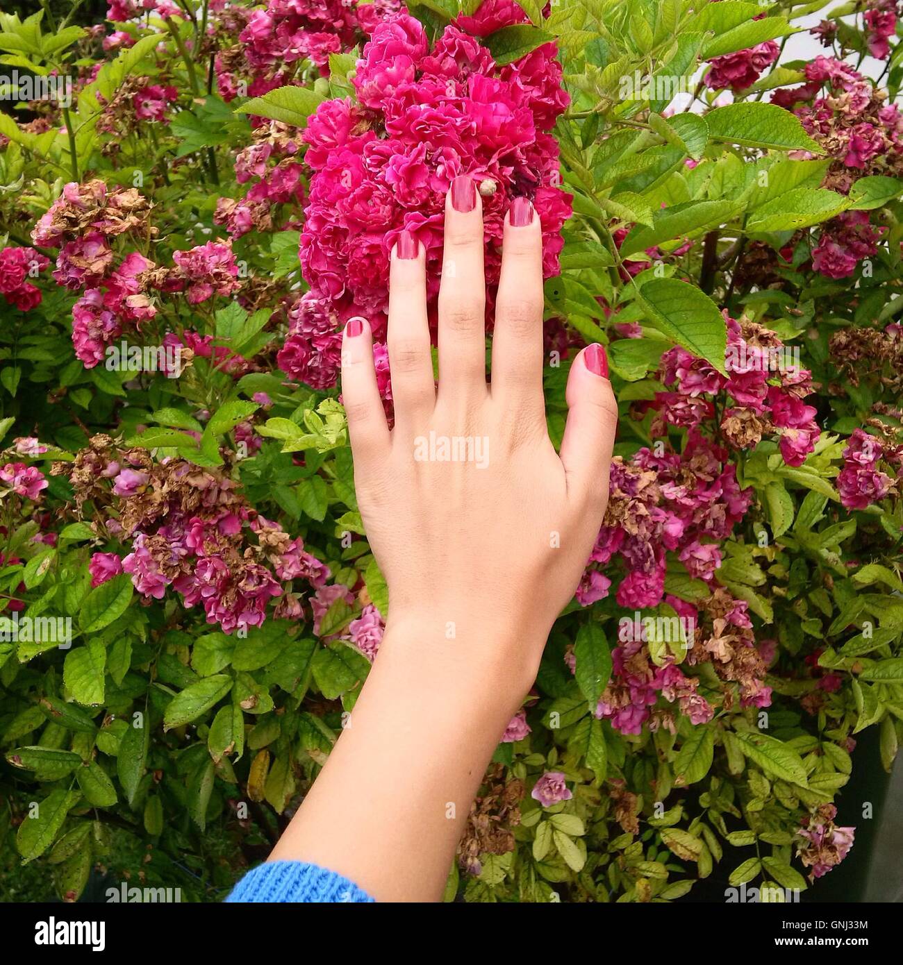 Woman's hand touching flowers Stock Photo Alamy