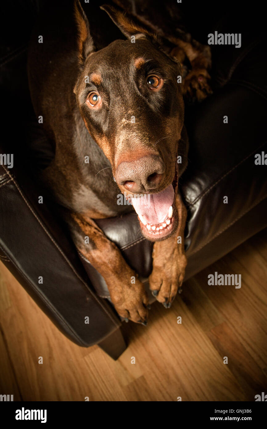 red warlock doberman dog sitting on chair Stock Photo