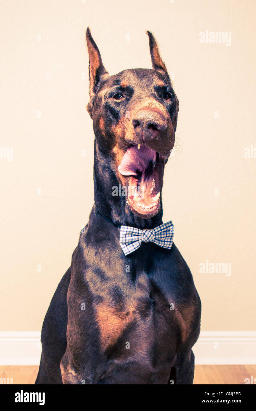 Red 2025 warlock doberman