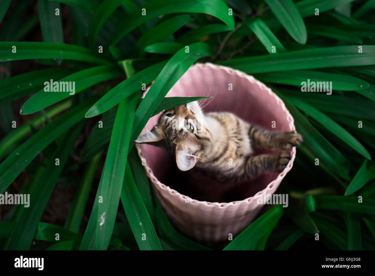 Kitten hiding in a basket Stock Photo