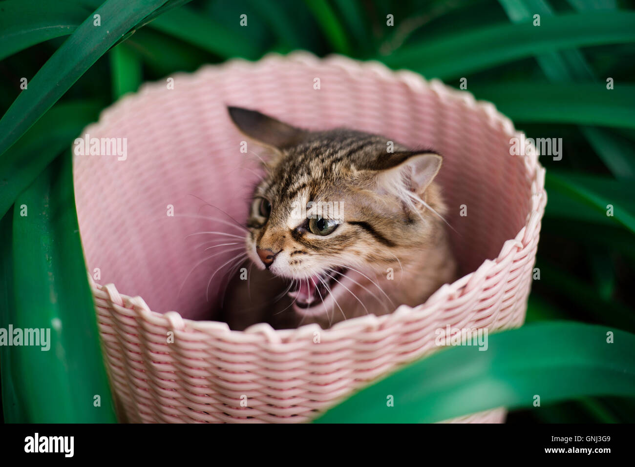Cat sitting in basket hissing Stock Photo
