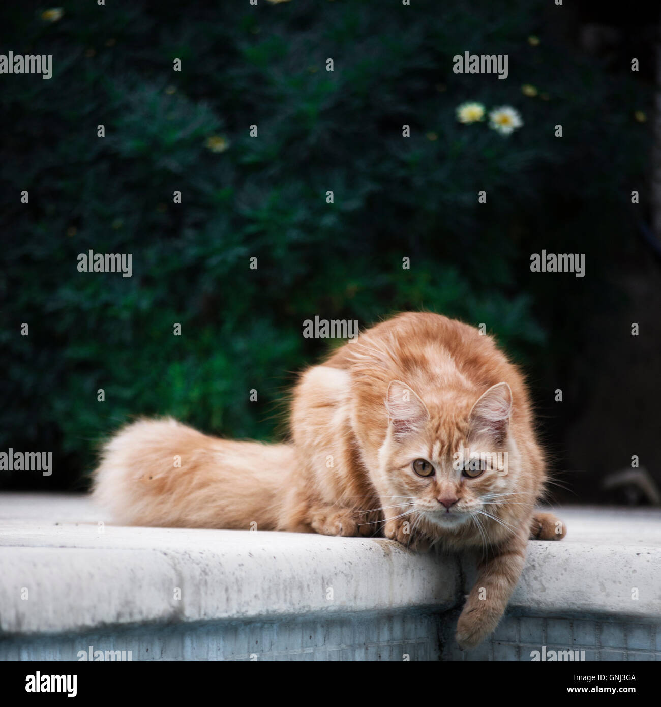 Cat with paw in a swimming pool Stock Photo