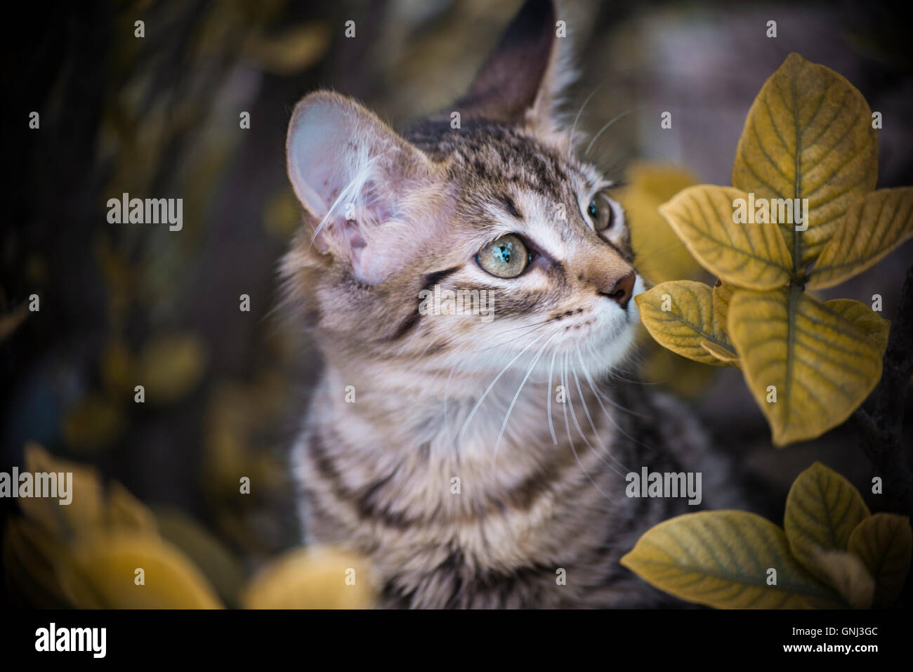 Cat smelling  plant Stock Photo