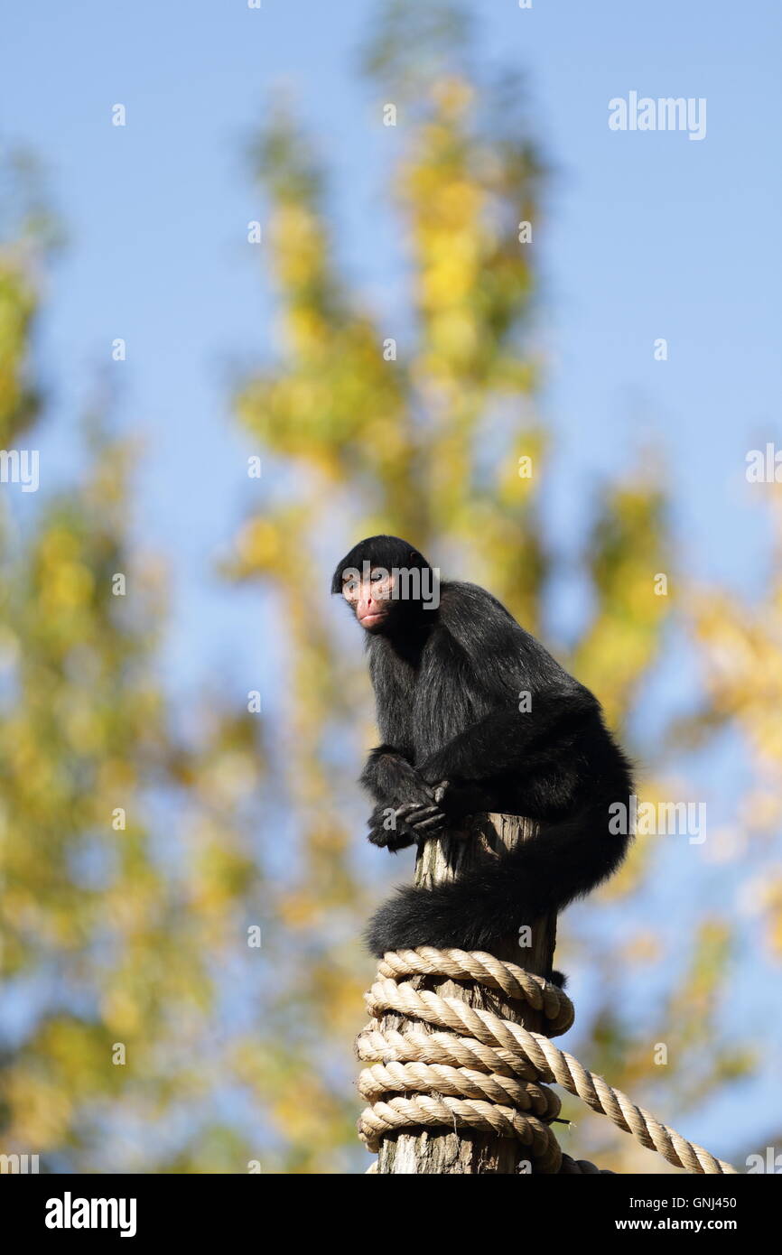 Red faced spider monkey hi-res stock photography and images - Alamy
