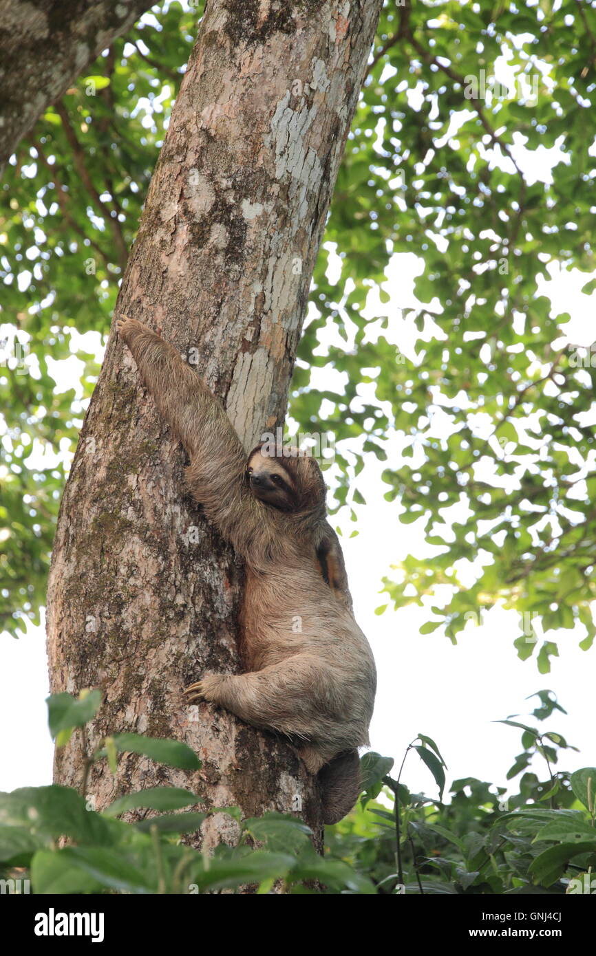 A Three-Toed Sloth (Bradypus variegatus) hanging from a tree in Costa Rica. Stock Photo
