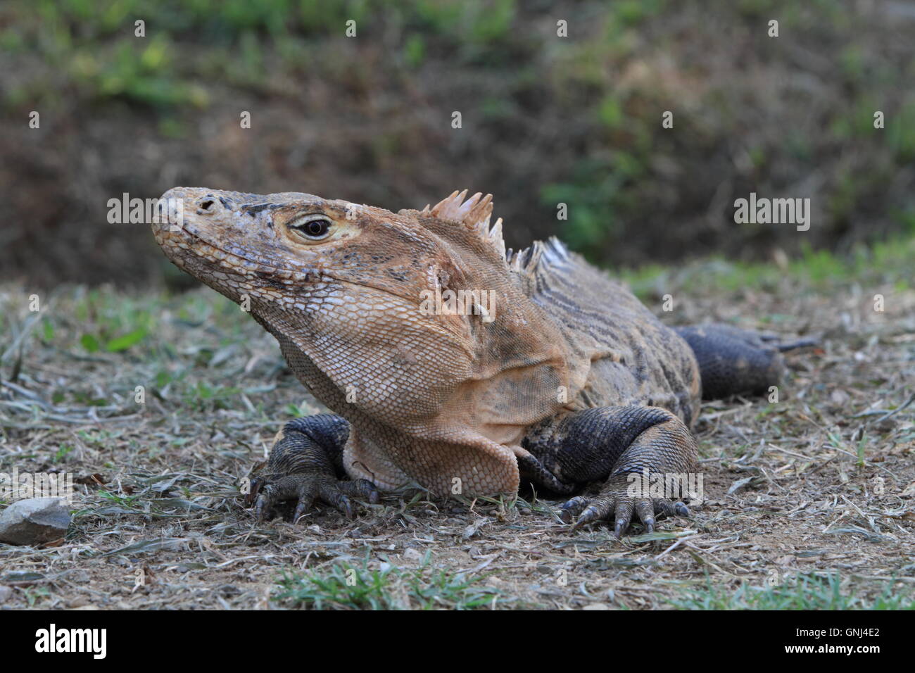 A black spiny tailed iguana (Ctenosaura similis) sitting in the grass on the Pacific Coast of Costa Rica, Central America. Stock Photo
