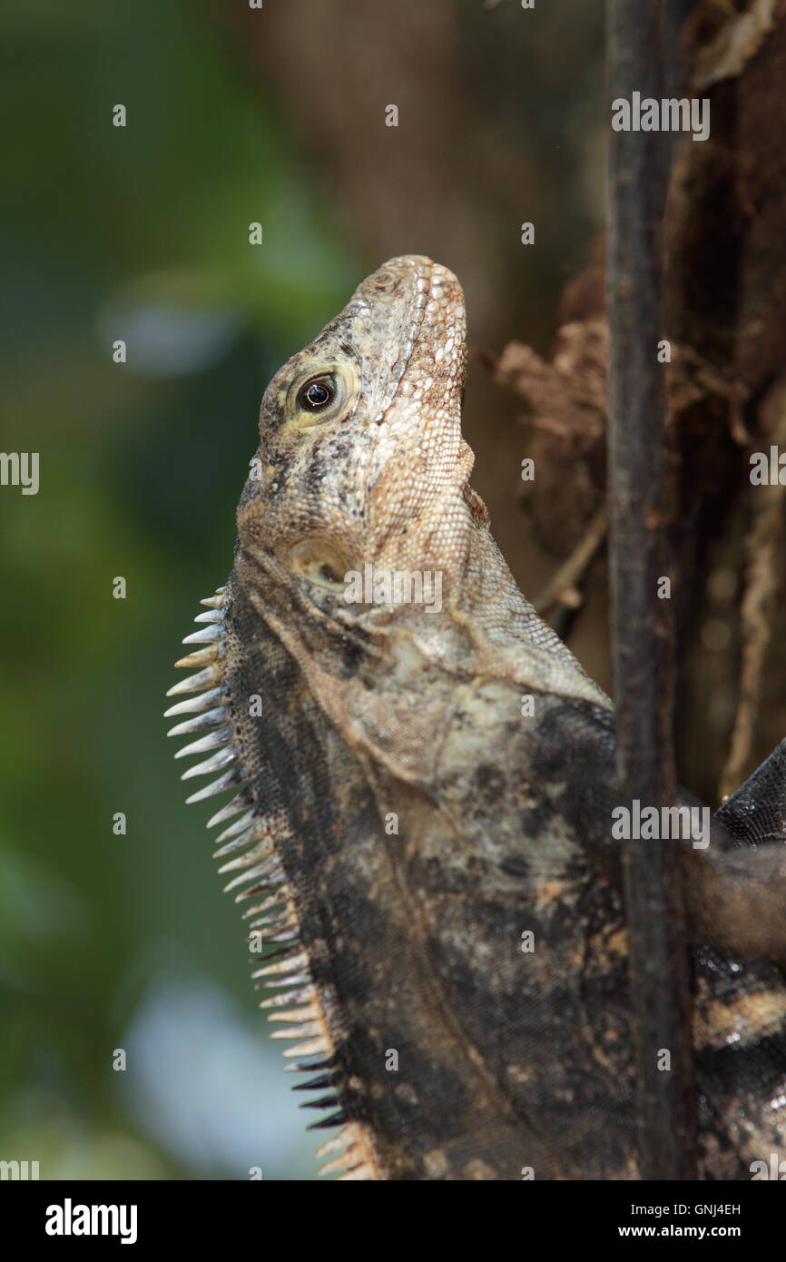 A black spiny tailed iguana (Ctenosaura similis) sitting in the grass on the Pacific Coast of Costa Rica, Central America. Stock Photo