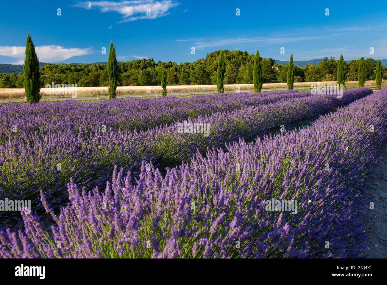 Rows of lavender, Provence, France Stock Photo