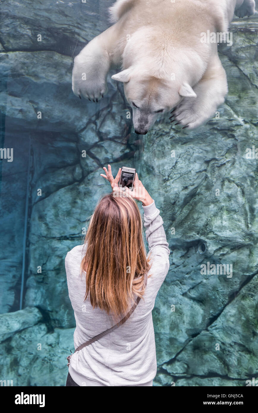 Woman using smartphone to photograph a polar bear at Journey to Churchill, Assiniboine Park Zoo, Winnipeg, Manitoba, Canada. Stock Photo