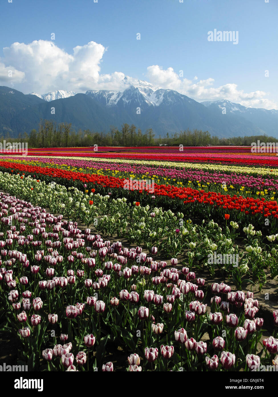 Culitvated tulip field during the Agassiz Tulip Festival in the Fraser