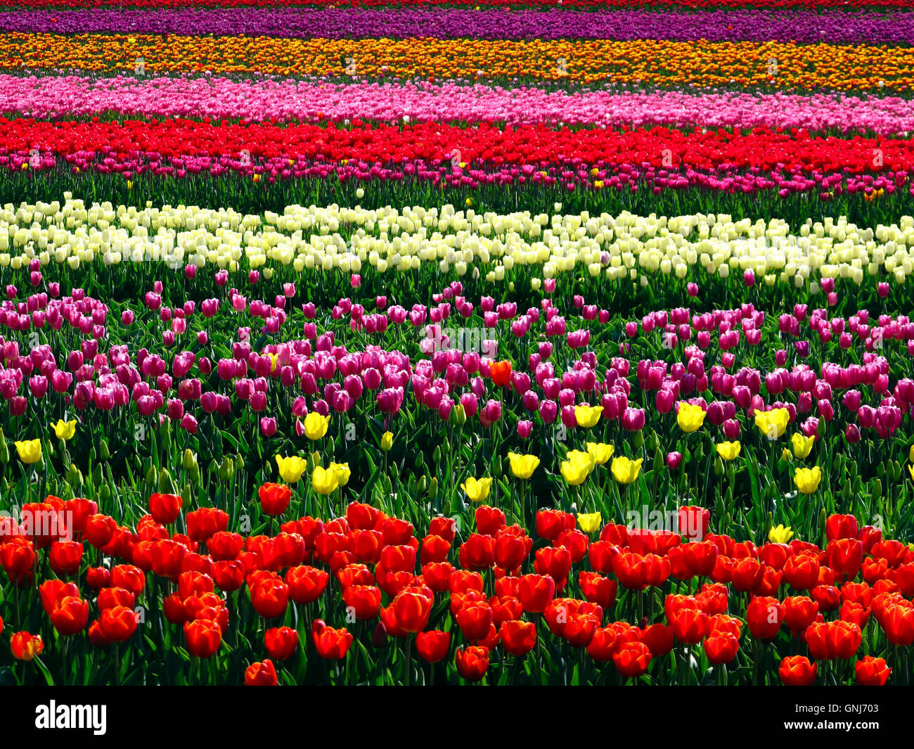 Culitvated tulip field during the Agassiz Tulip Festival in the Fraser