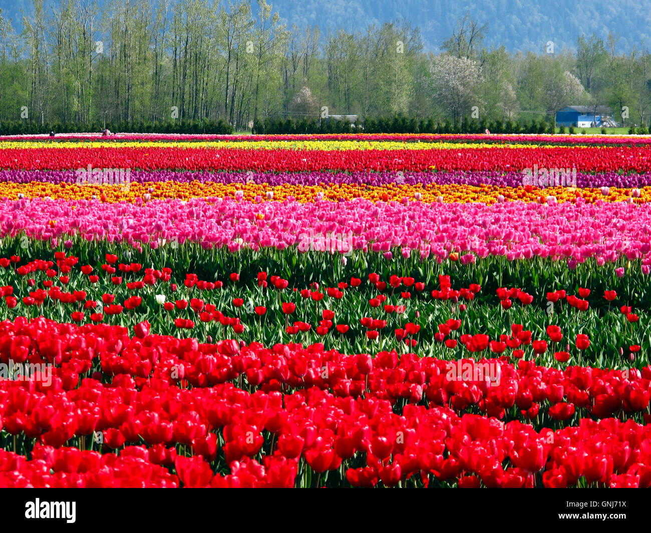 Culitvated tulip field during the Agassiz Tulip Festival in the Fraser