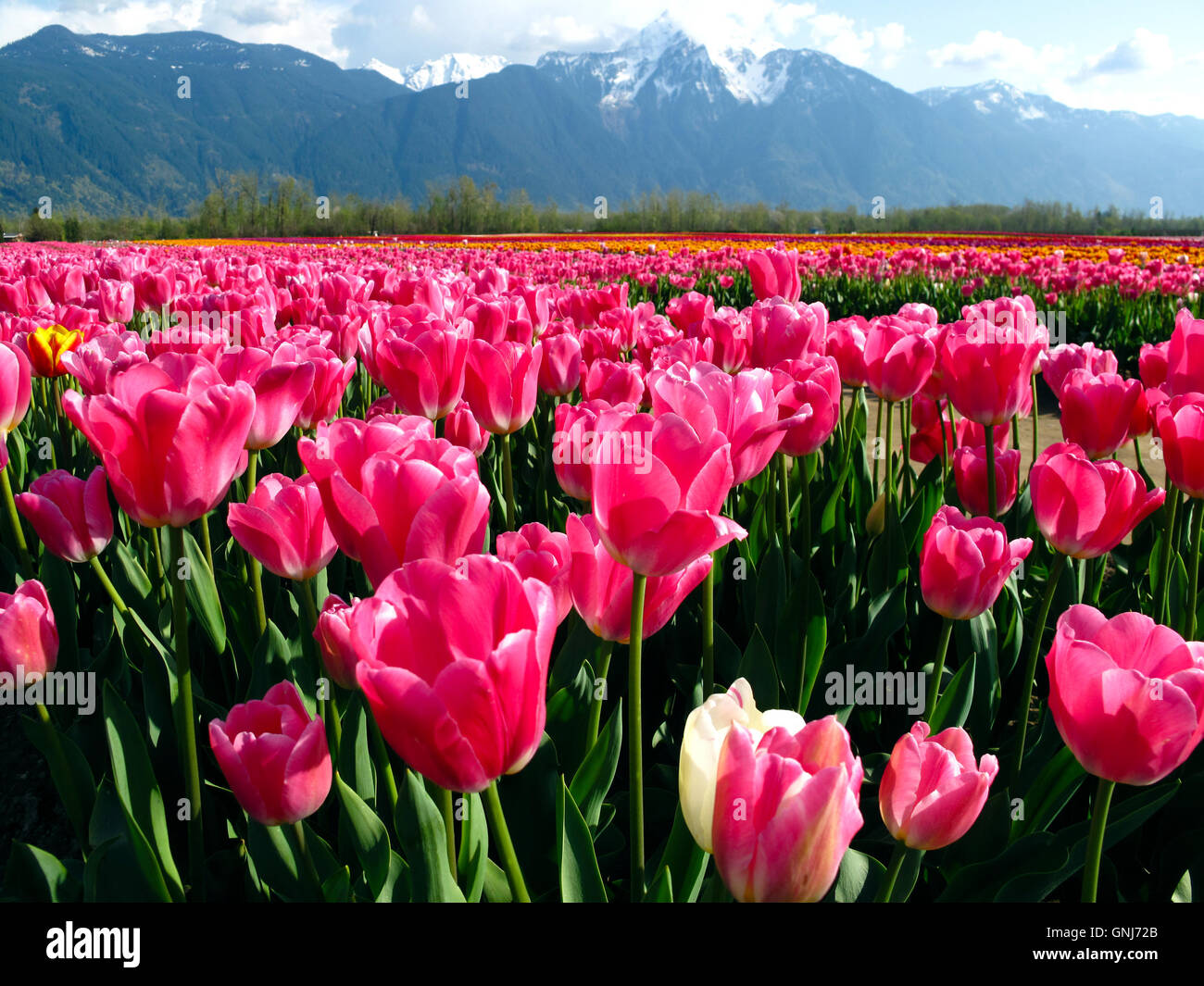 Culitvated tulip field during the Agassiz Tulip Festival in the Fraser