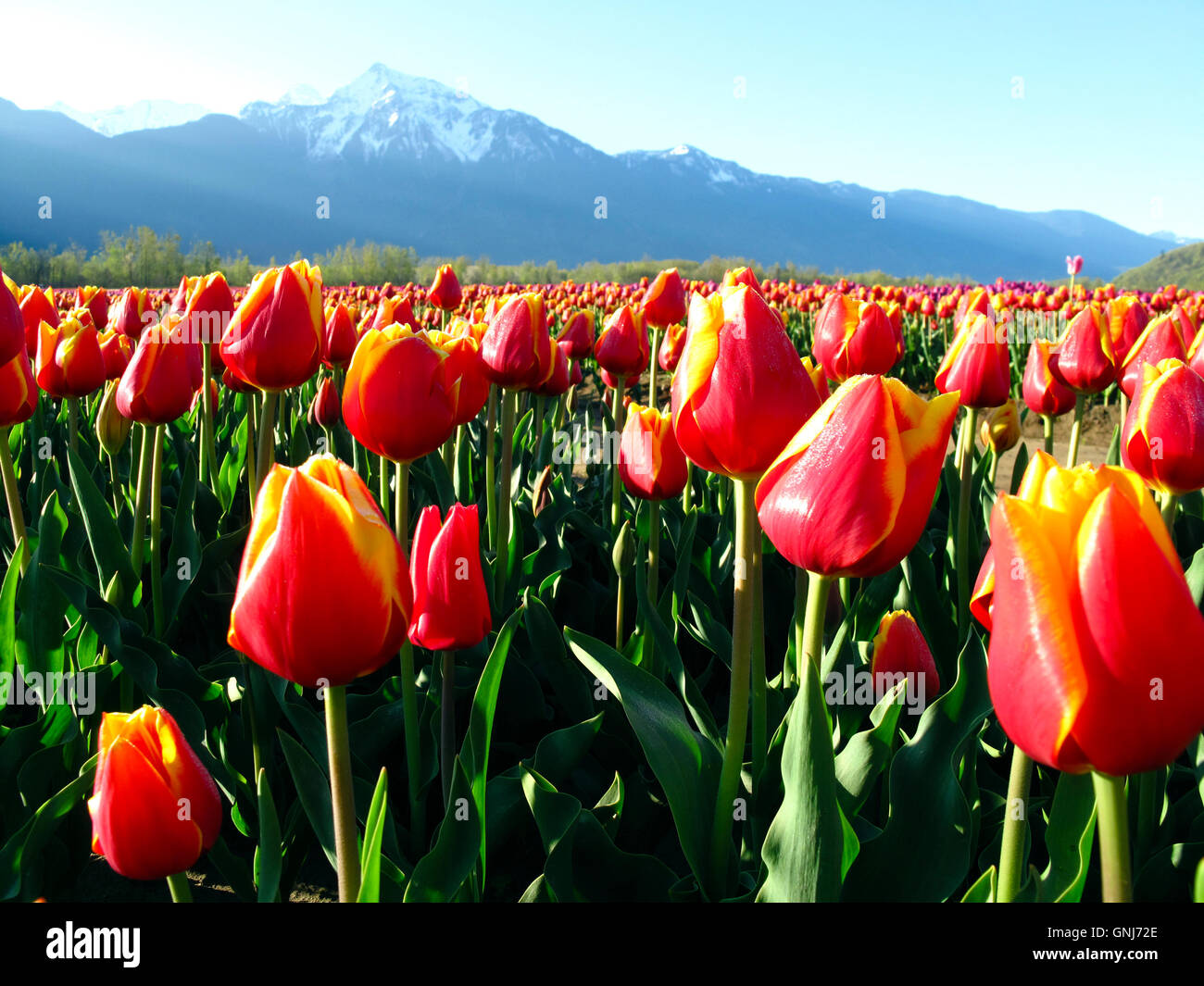 Culitvated tulip field during the Agassiz Tulip Festival in the Fraser