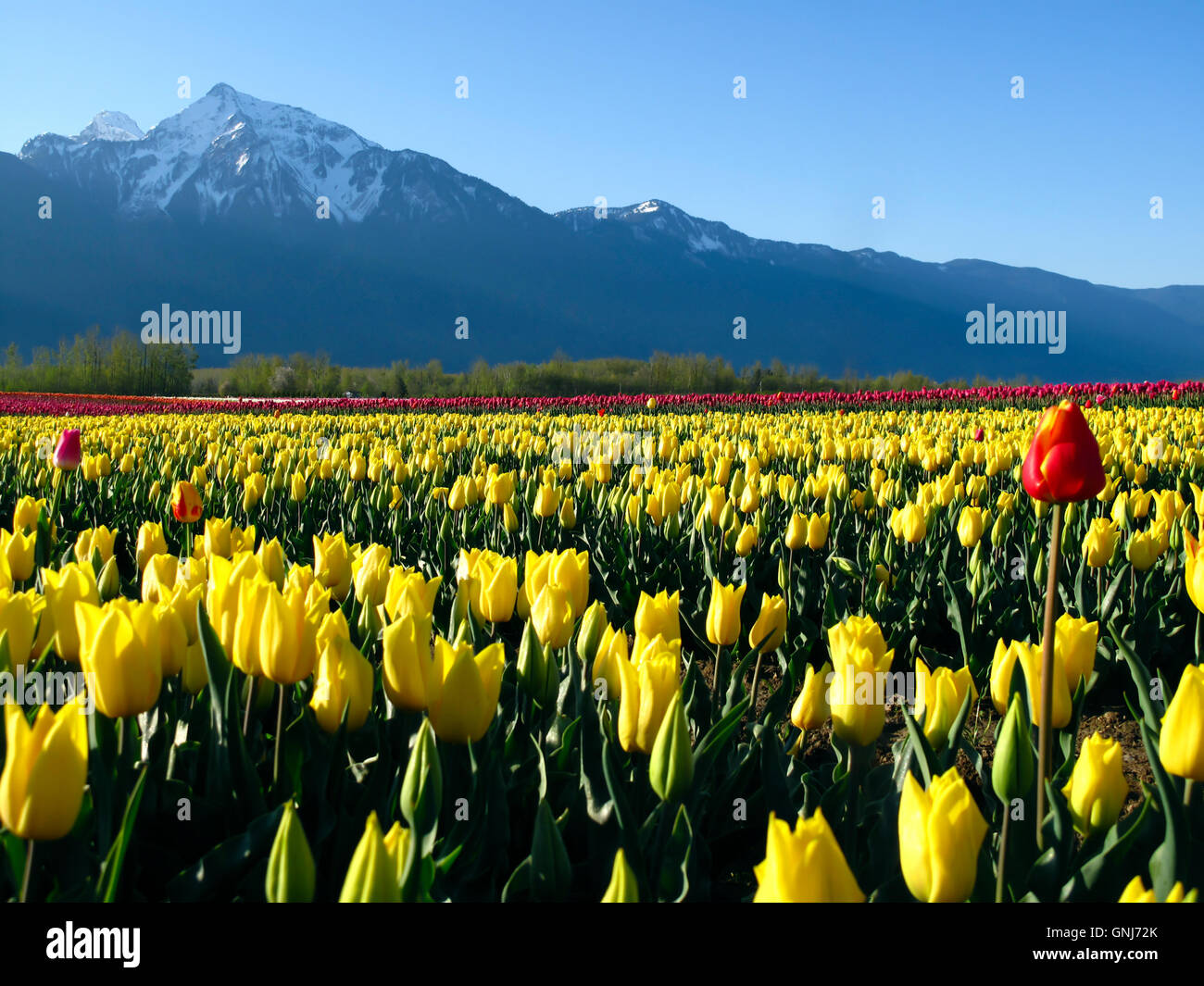 Culitvated tulip field during the Agassiz Tulip Festival in the Fraser