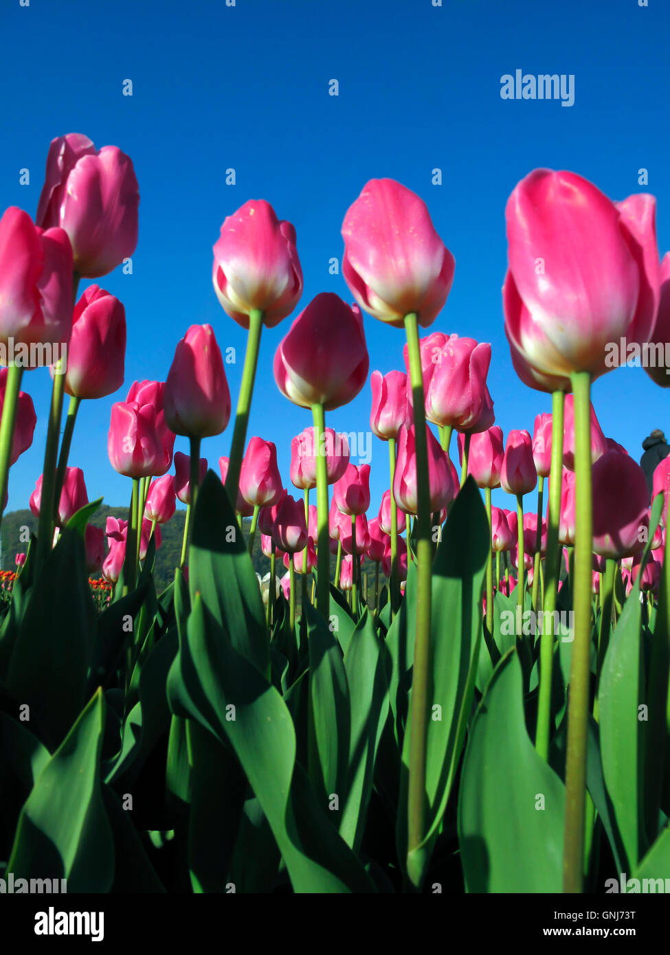 Culitvated tulip field during the Agassiz Tulip Festival in the Fraser