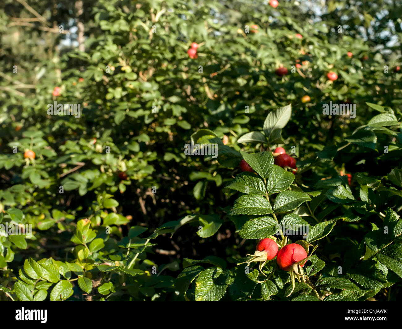Selective focus shot bunch hi-res stock photography and images - Alamy