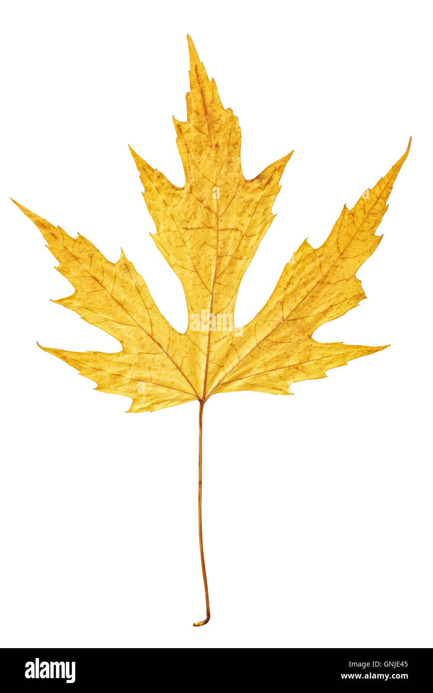 yellow autumn maple leaf isolated on white background Stock Photo - Alamy