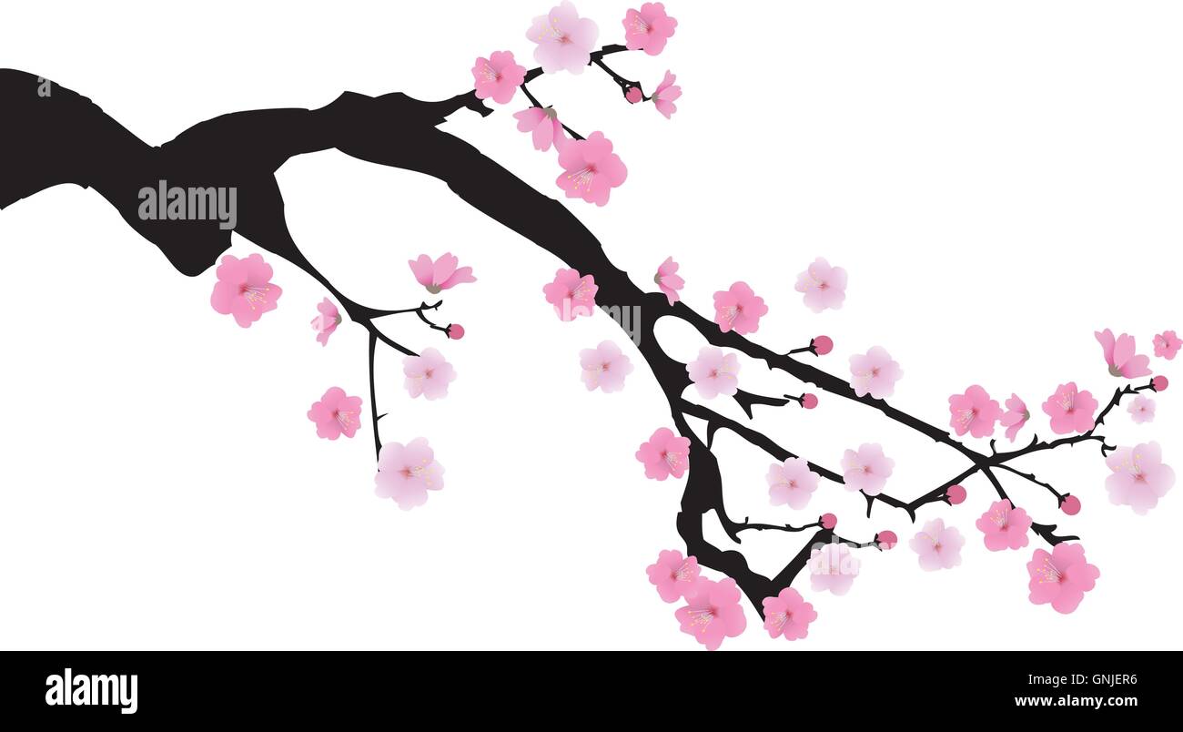 Cherry Blossom Branch Stock Vector Image & Art - Alamy