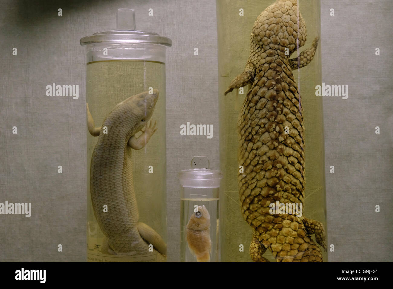Reptiles preserved in a glass jar with formaldehyde on display in the Zoological Museum of Moscow University in central Moscow Russia Stock Photo
