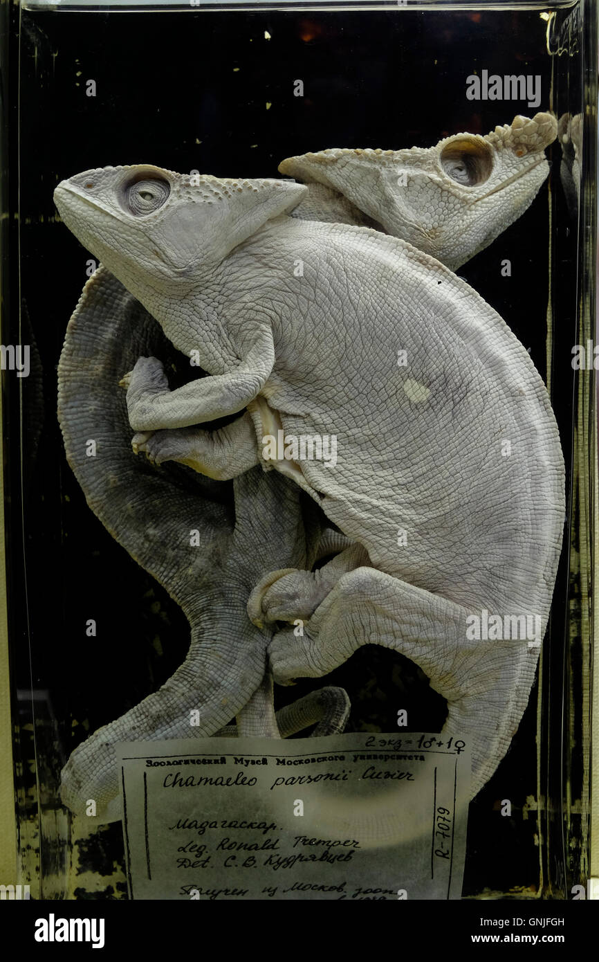 A chameleon and another reptile preserved in a glass jar with formaldehyde on display in the Zoological Museum of Moscow University in central Moscow Russia Stock Photo