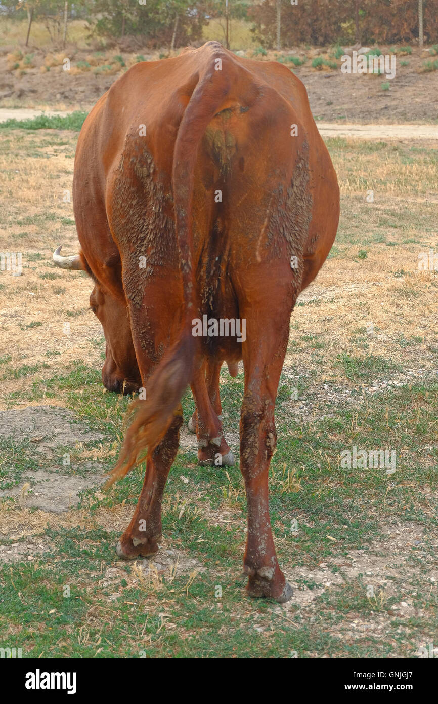 Cows back grazing on a low grade pasture Stock Photo - Alamy
