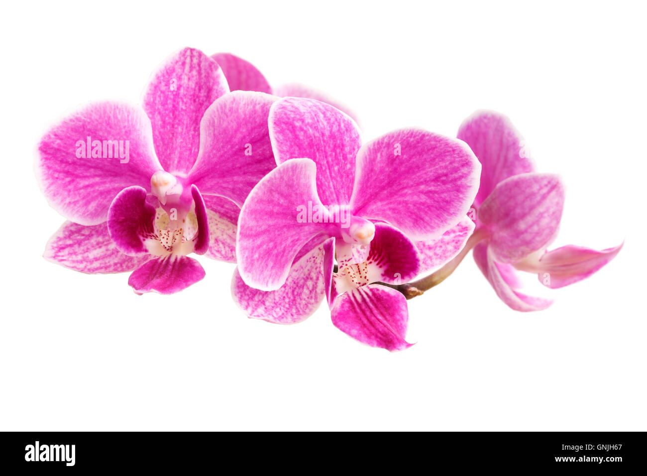 branch of pink orchids isolated on a white background Stock Photo - Alamy