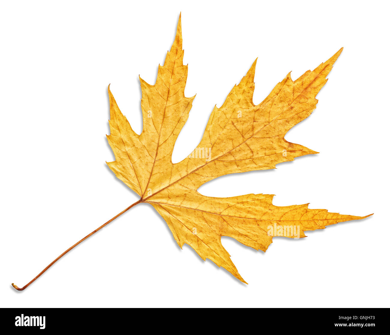 yellow autumn maple leaf isolated on white background Stock Photo - Alamy