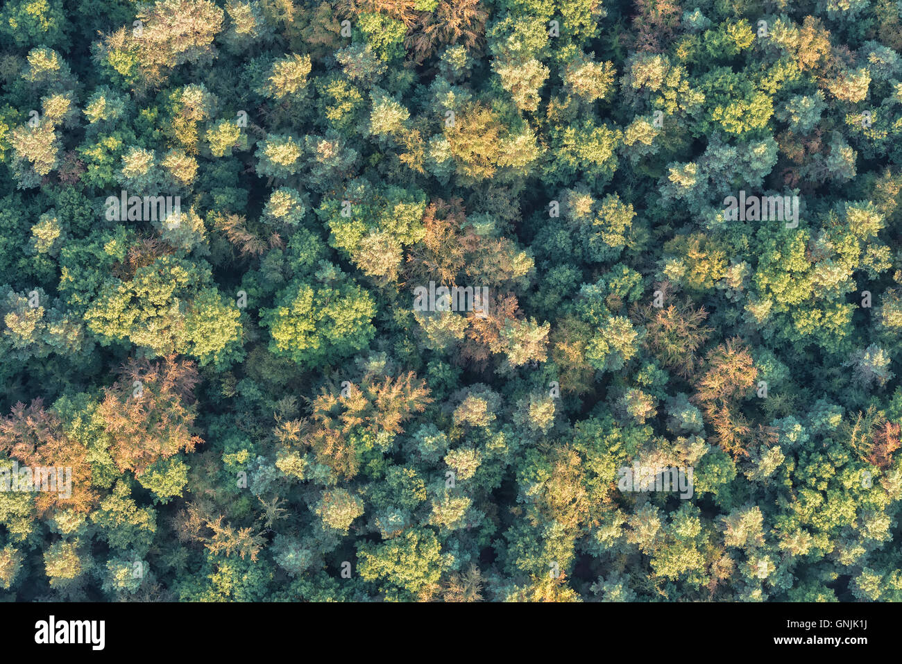 aerial view of trees in a continental forest Stock Photo