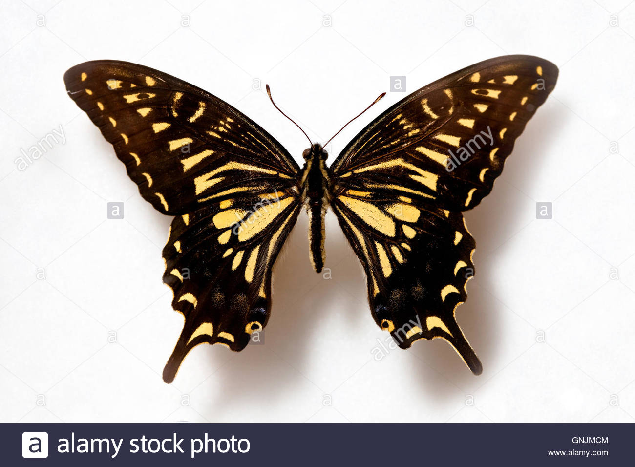Butterfly Korea Stock Photos & Butterfly Korea Stock Images Alamy