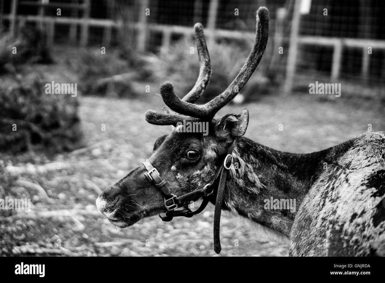 Reindeer Black and White Stock Photos & Images - Alamy