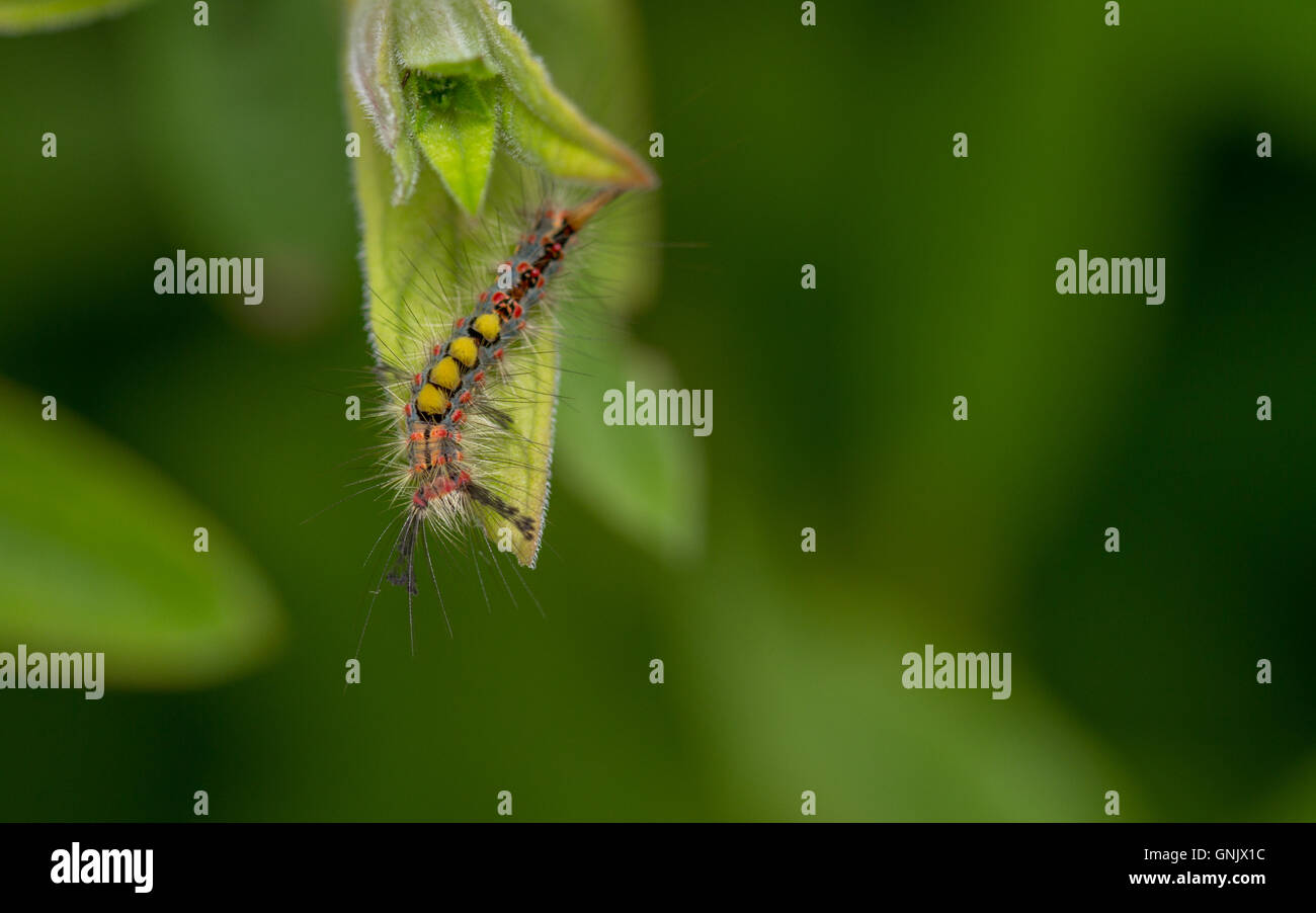The amazing caterpillar of the Vapourer moth  (Orgyia antiqua) Stock Photo