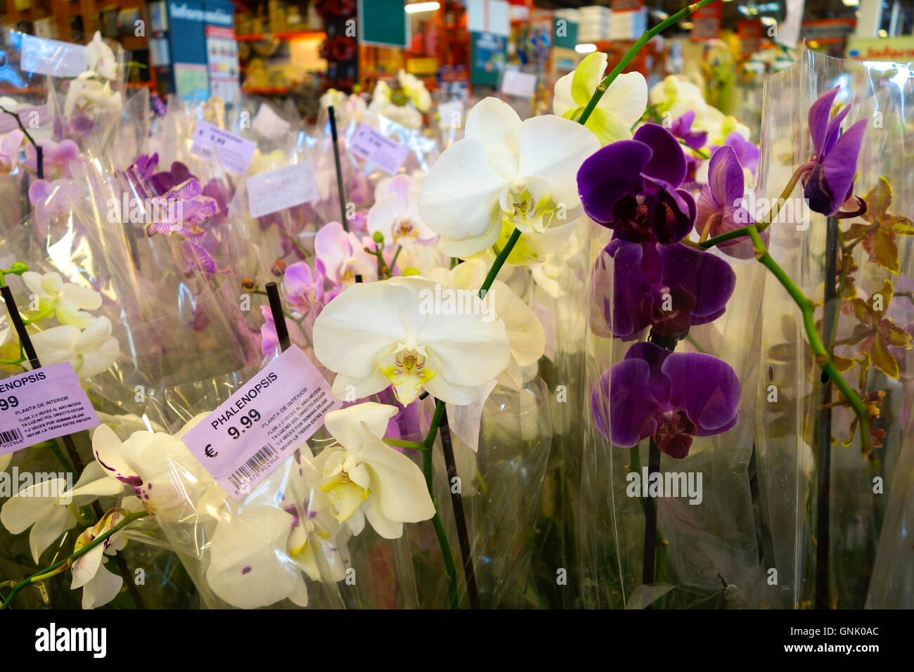 Moth orchids, phalaenopsis on display for sale in flower store, shop, Spain. Stock Photo