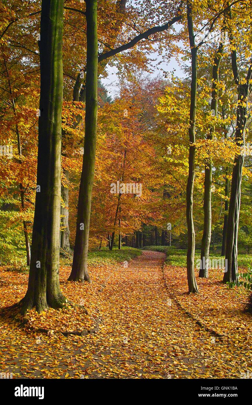 Park landscape in autumn, colorful beech trees Stock Photo