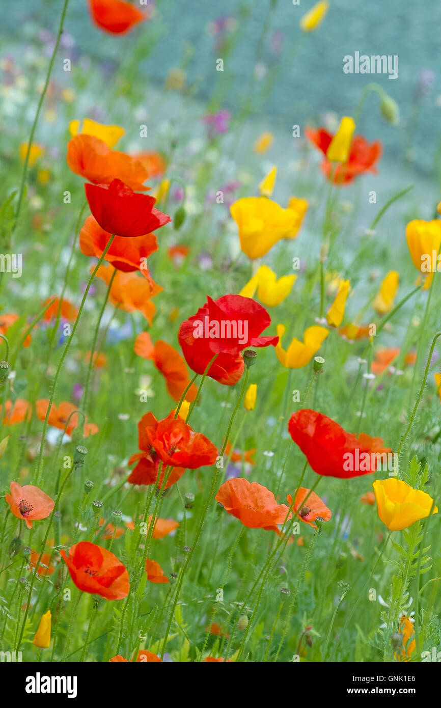 Colorful red, yellow and blue field flowers, field poppy (papaver rhoeas), californian poppy (eschscholzia californica), poppyfield, poppy, mohnfeld, Stock Photo
