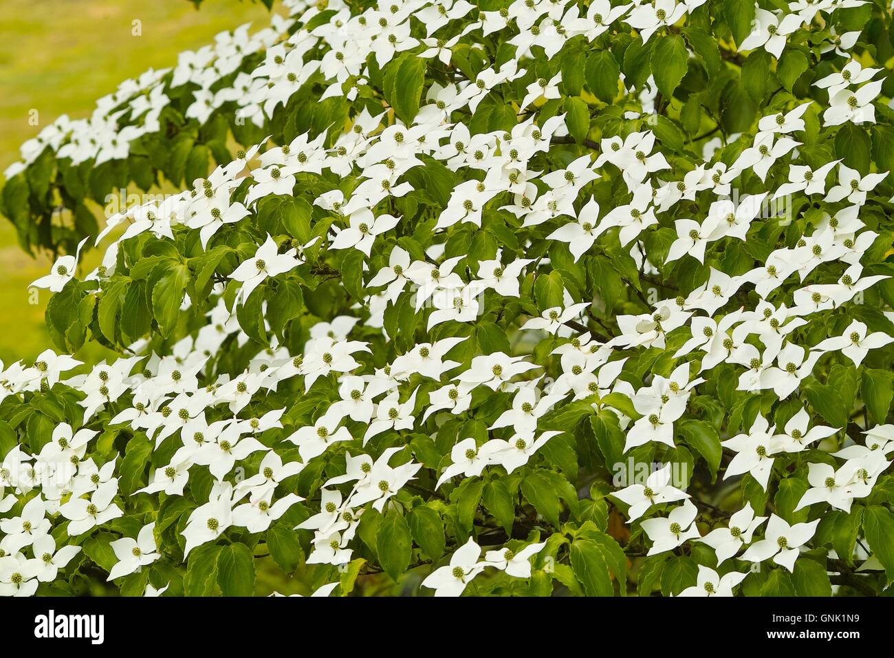 White flowers of dogwood, dog wood, Blumenhartriegel, Blütenhartriegel (Cornus cousa) Stock Photo
