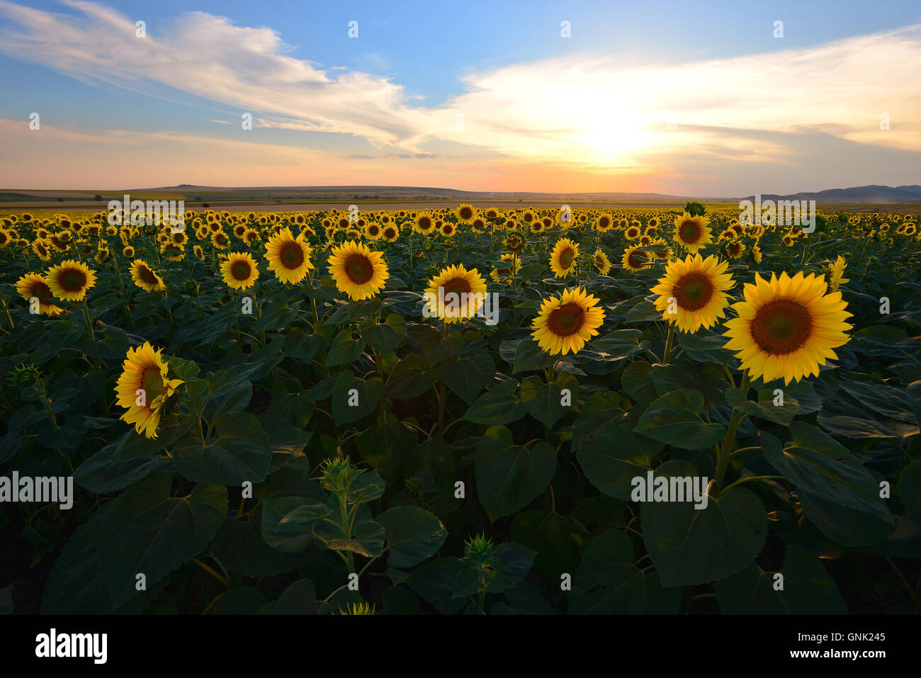 field of blooming sunflowers on a background sunset Stock Photo - Alamy