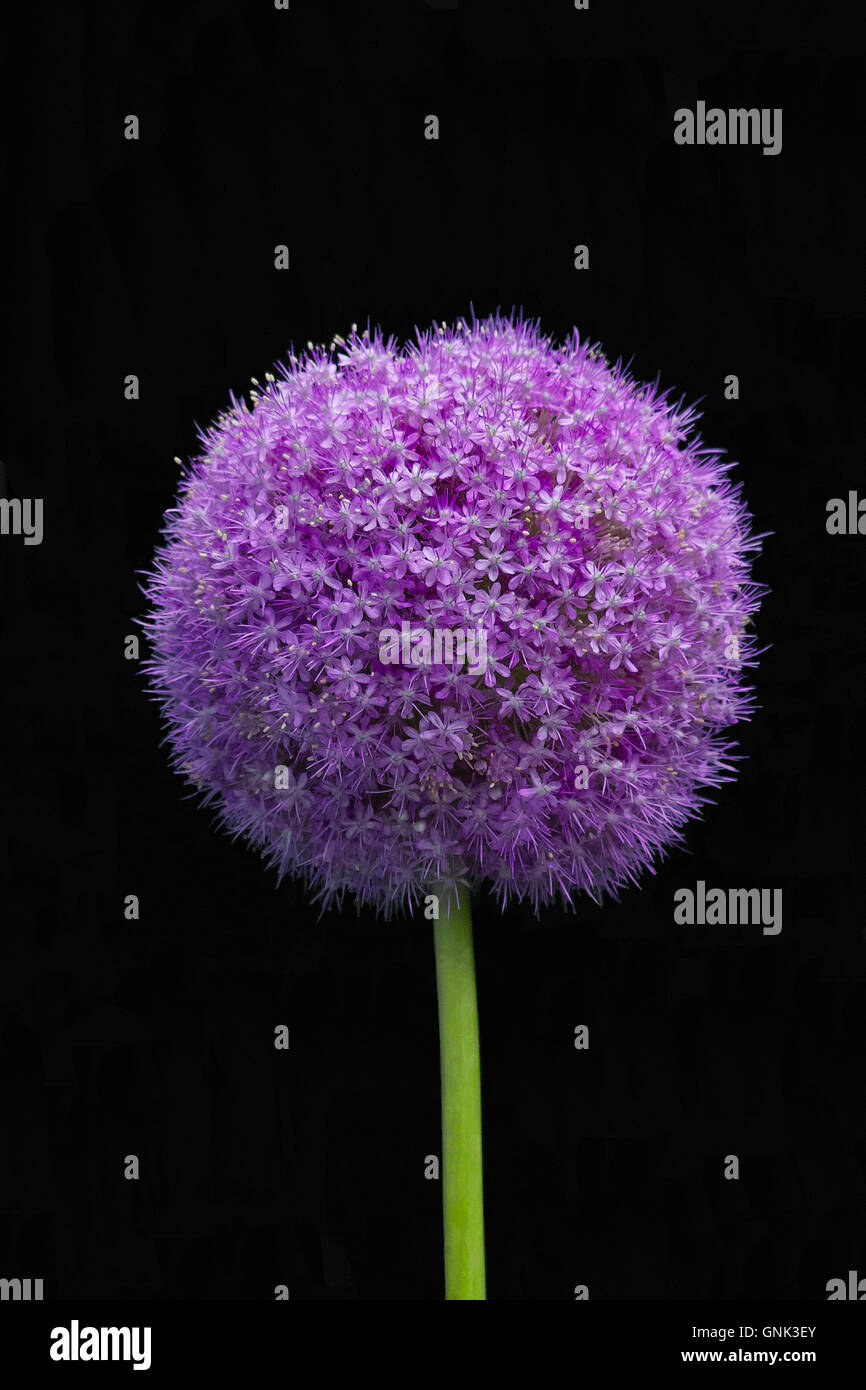 Purple flower of Giant Onion, Riesen-Lauch (Allium giganteum) Stock Photo