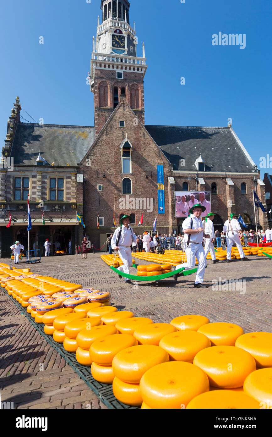 Porters / carriers carrying wheels / rounds of Gouda cheese by stretcher at Waagplein Square, Alkmaar cheese market, The Netherl Stock Photo