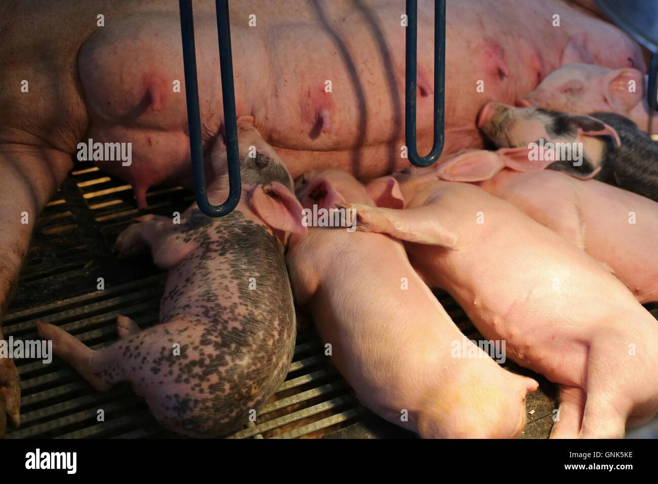 Piglets suckling their mother in a gestation crate. Stock Photo