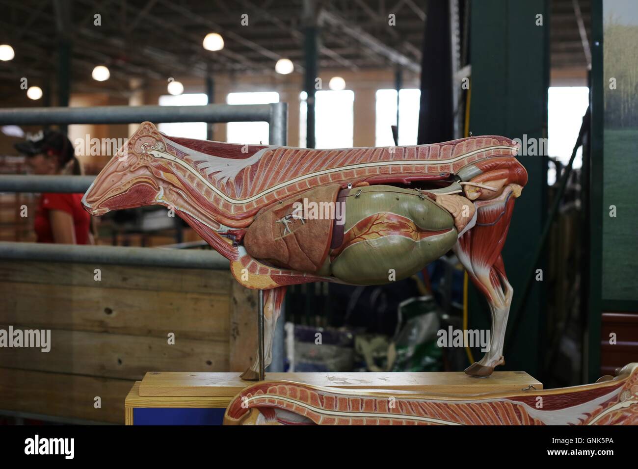 A model of the inside of a cow at the Minnesota State Fair. Stock Photo