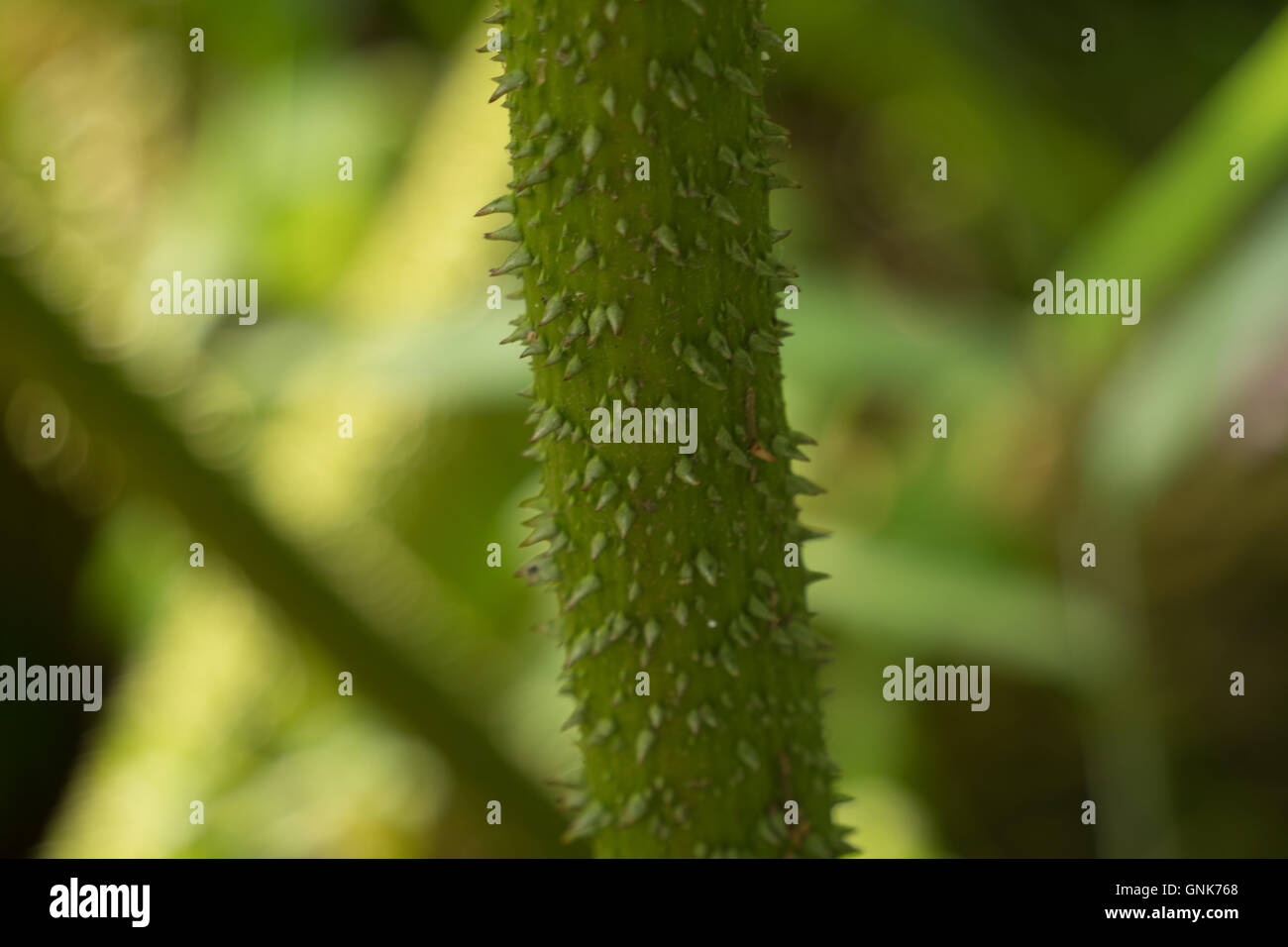 spikey plant Stock Photo